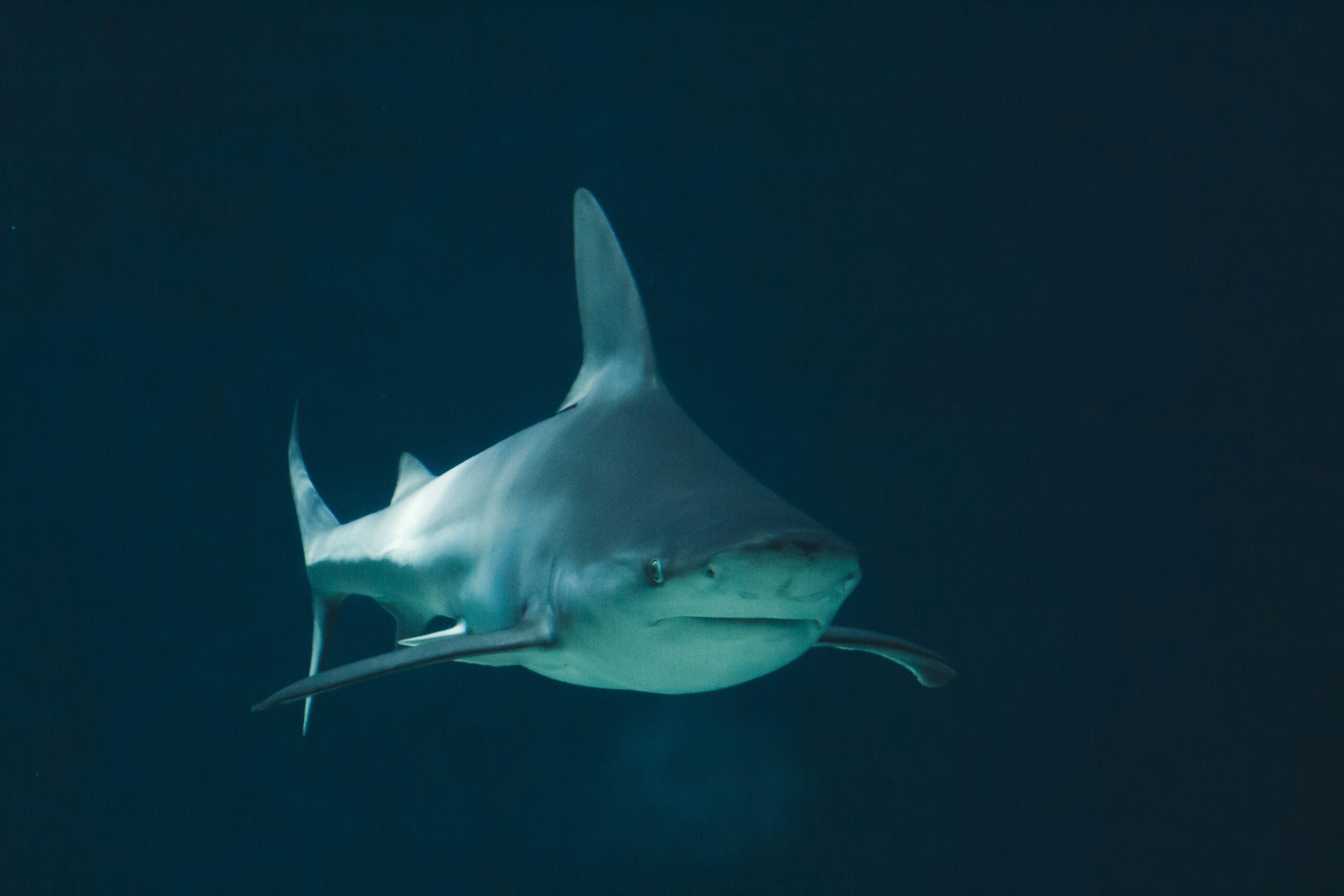 Ataques de tiburones en Brasil: Todo lo que debes saber